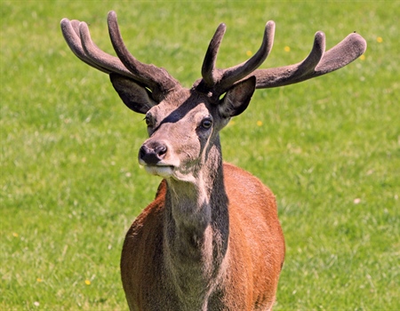 New England BHA Introduces Legislation to Prohibit Captive Hunting in Rhode Island in 2020