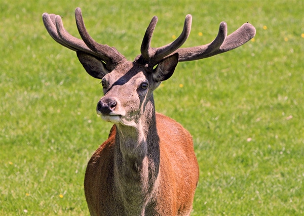 New England BHA Introduces Legislation to Prohibit Captive Hunting in Rhode Island in 2020