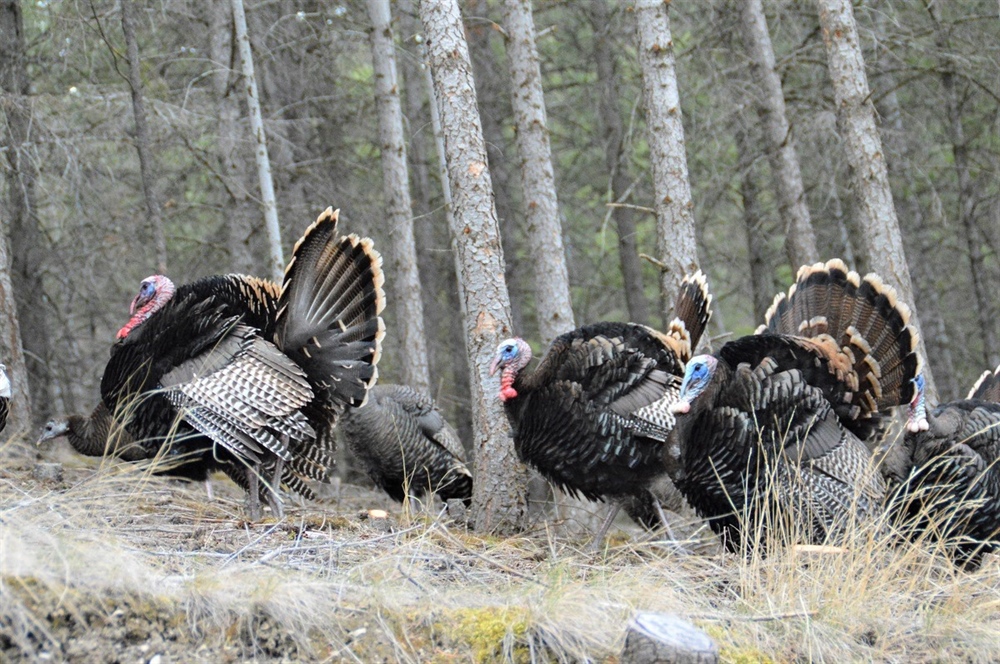 Spring 2020 Idaho Chapter News