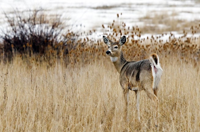 Chronic Wasting Disease’s Potential Economic Impacts