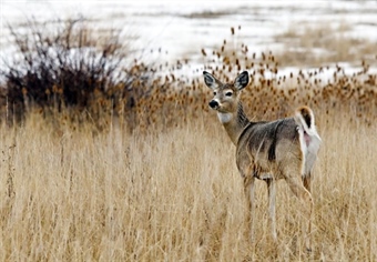 Chronic Wasting Disease’s Potential Economic Impacts