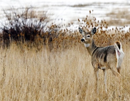 Chronic Wasting Disease’s Potential Economic Impacts