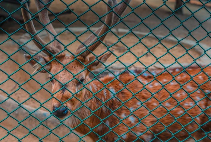 Rhode Island BHA Weighs in on first 2020 Captive Hunting Proposals in House Committee