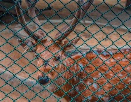Rhode Island BHA Weighs in on first 2020 Captive Hunting Proposals in House Committee