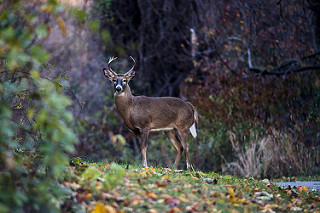 Maryland Sunday Hunting Bill Needs Your Support