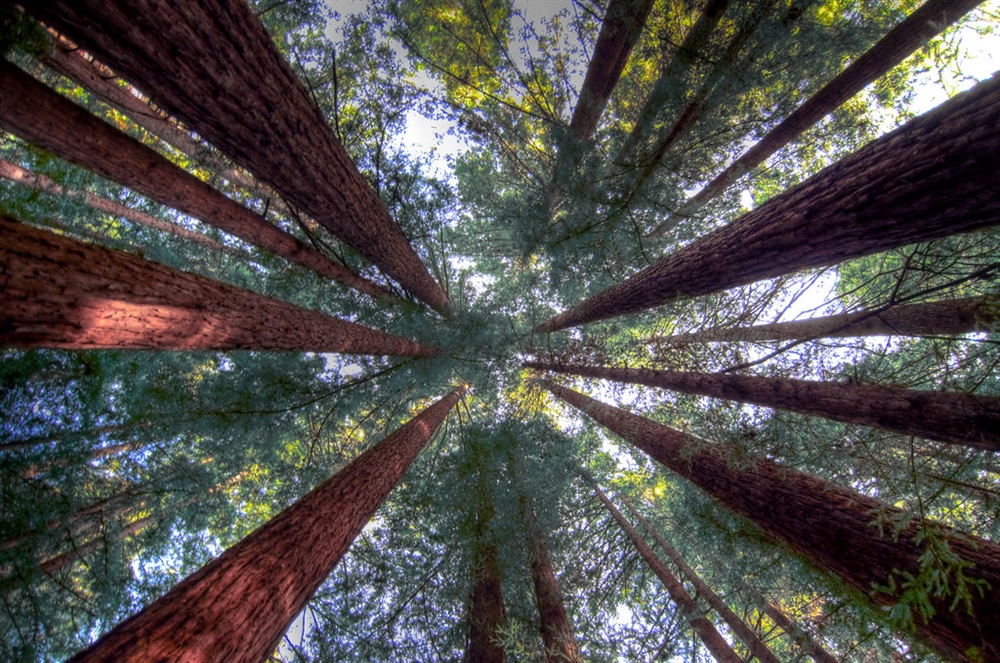 Support for Northwest California
