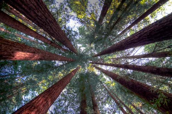 Support for Northwest California