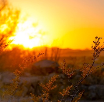 Texas Chapter Newsletter - February 2020