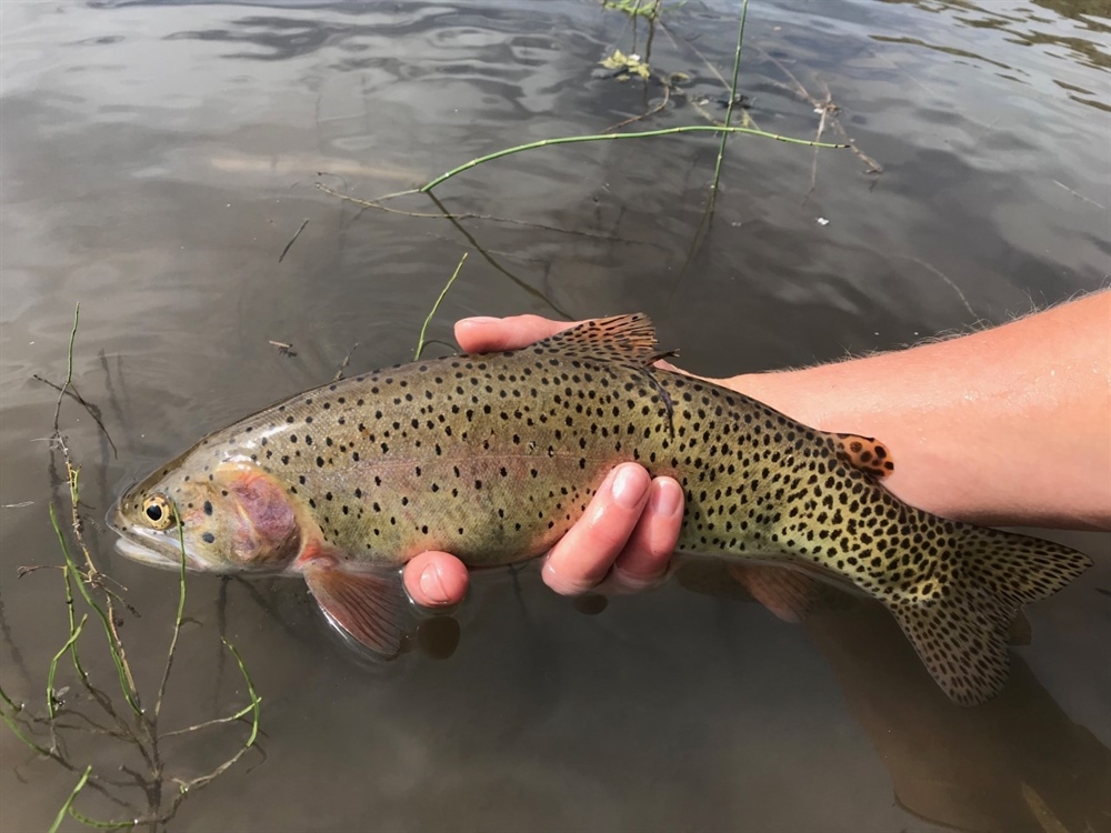 Utah State University BHA Helps with Invasive Species Removal and Research