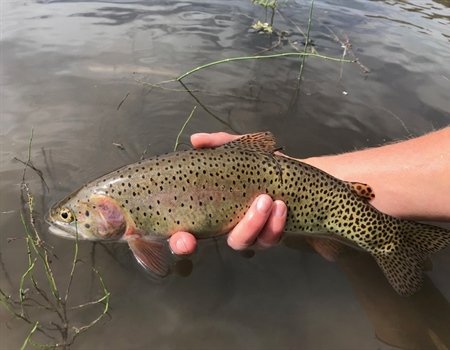 Utah State University BHA Helps with Invasive Species Removal and Research