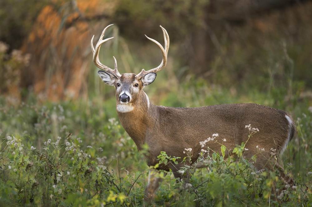 NC Sunday Hunting Survey