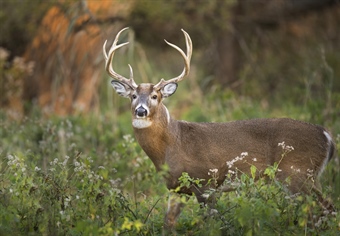 NC Sunday Hunting Survey
