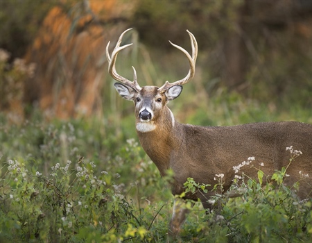 NC Sunday Hunting Survey