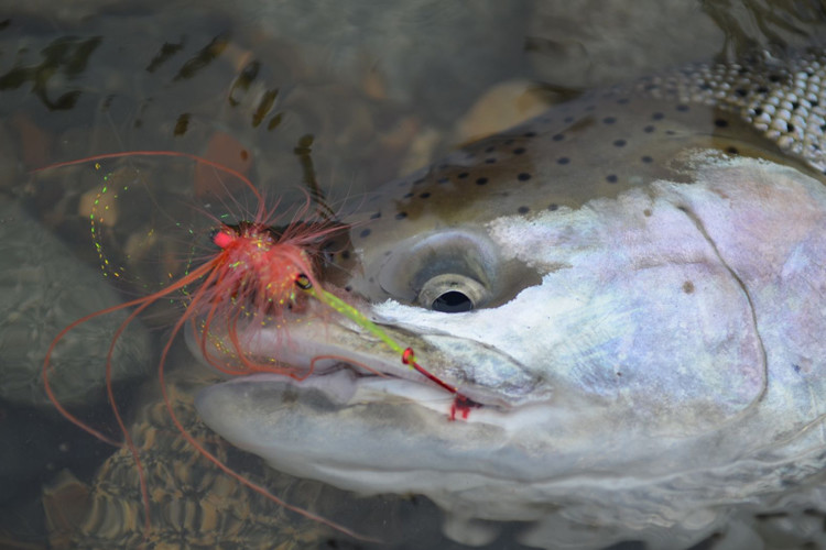 British Columbia Chapter Winter Newsletter