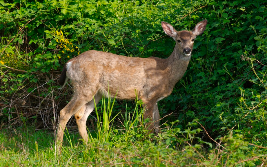 First Confirmed Case of CWD found in Val Verde County