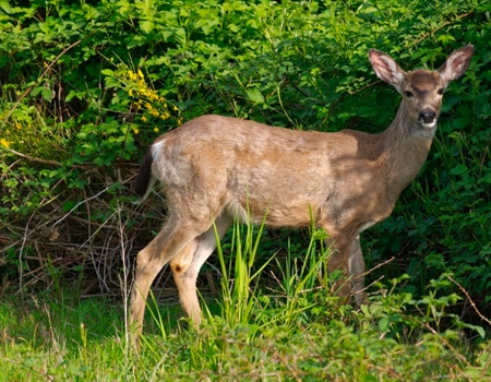 First Confirmed Case of CWD found in Val Verde County