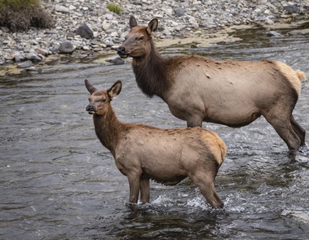 Speak Up for Reasonable Elk Management in Montana