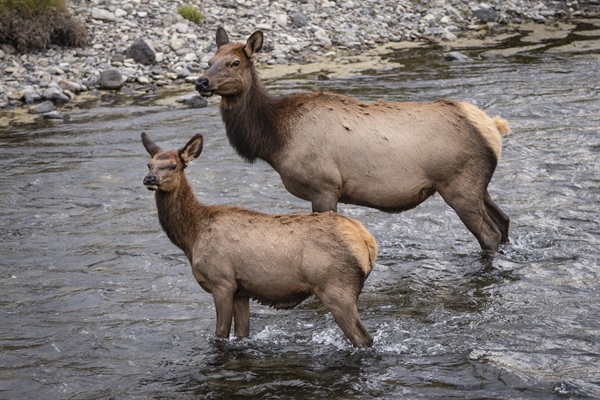 Speak Up for Reasonable Elk Management in Montana