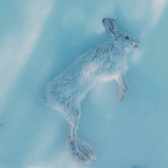 Snowshoe Hare Stew