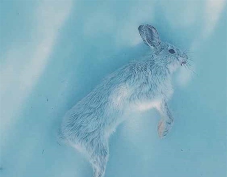 Snowshoe Hare Stew