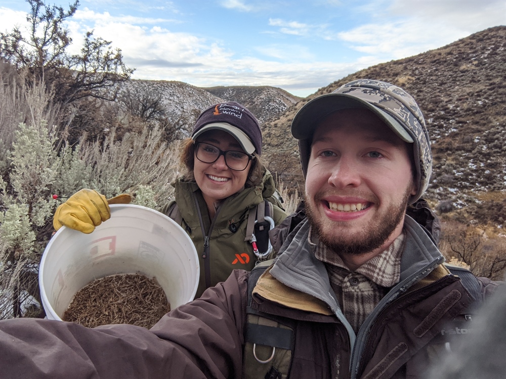 Idaho BHA volunteers collect sagebrush seeds to aid wildlife habitat