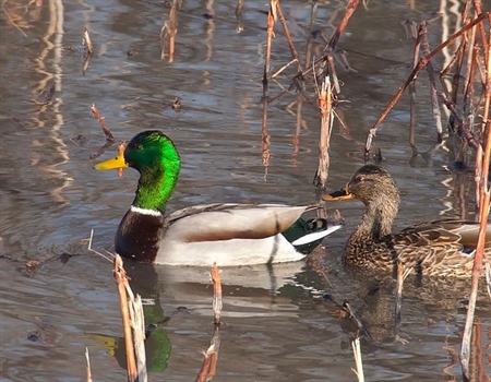 Hunters Lose Access in SLO's Closed-door Decision