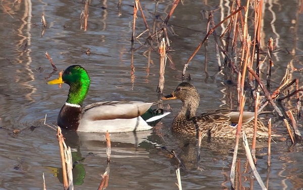 Hunters Lose Access in SLO's Closed-door Decision