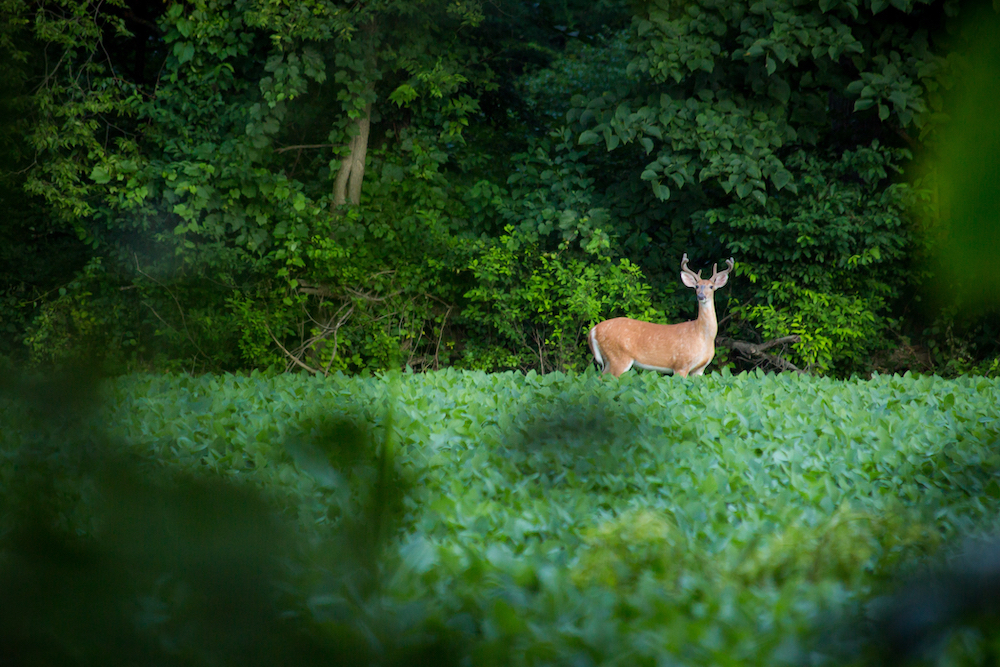 Pennsylvania BHA vs CWD challenge