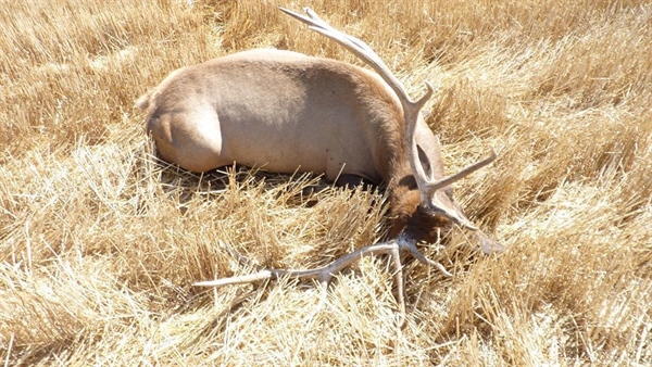Eastern Montana man arrested in illegal killing, wasting of bull elk