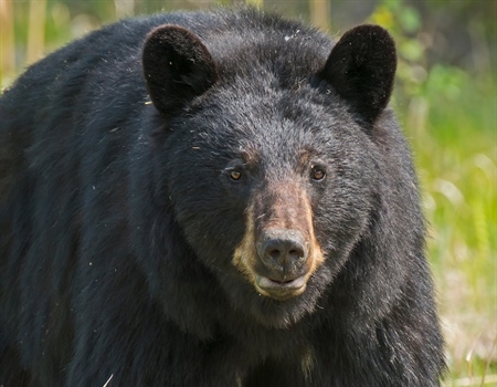 NJ BHA calls for restoration of bear hunt, supports North American Model of Conservation