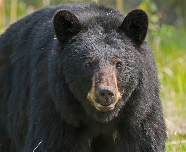 NJ BHA calls for restoration of bear hunt, supports North American Model of Conservation