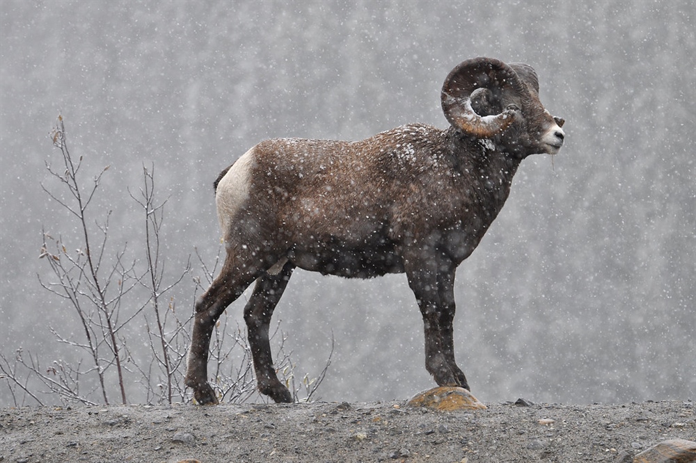 British Columbia Fall Newsletter