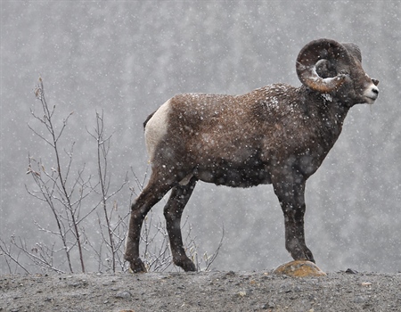 British Columbia Fall Newsletter