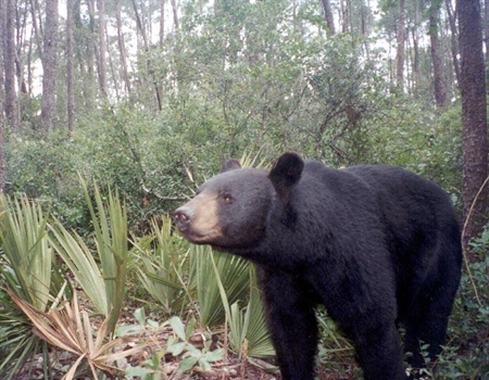 Advocate for Regulated Hunting in Florida's Black Bear Management Plan