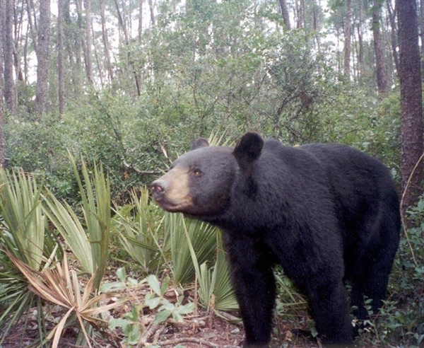 Advocate for Regulated Hunting in Florida's Black Bear Management Plan