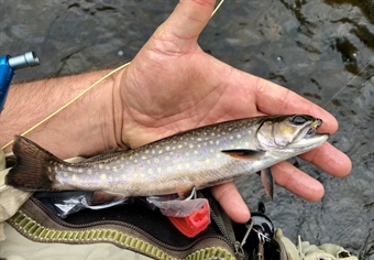 In defense of brook trout