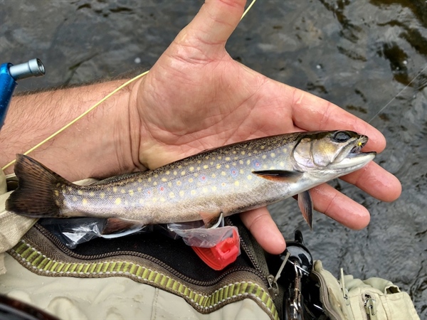 In defense of brook trout