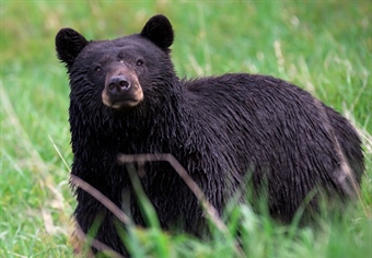 The Missouri Black Bear