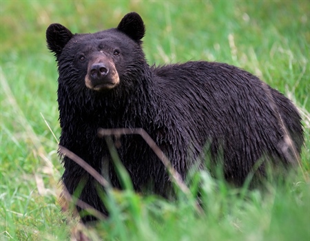 The Missouri Black Bear