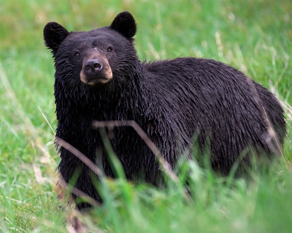 The Missouri Black Bear
