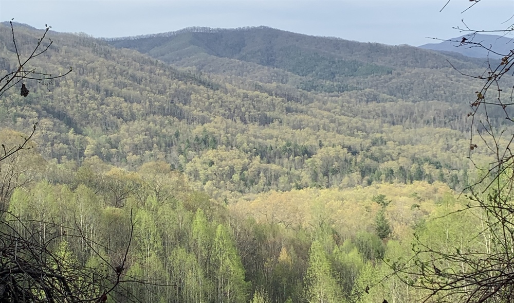 Shared Stewardship