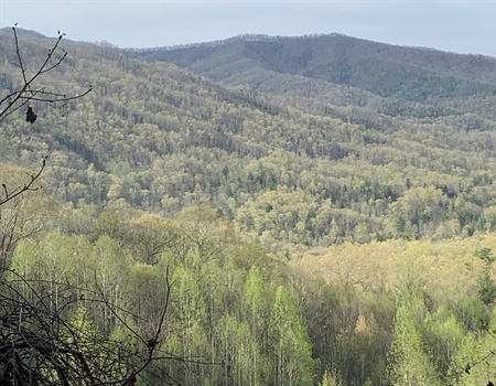 Shared Stewardship