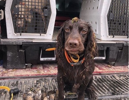 Missouri Public Land Sora Rail Hunt