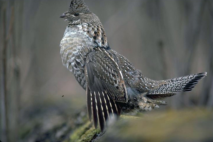 The Decline of Indiana's Ruffed Grouse