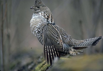 The Decline of Indiana's Ruffed Grouse