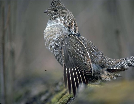 The Decline of Indiana's Ruffed Grouse