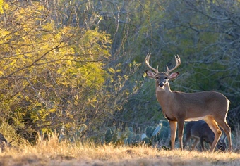 Texas Conservation Projects Stand to Benefit from LWCF