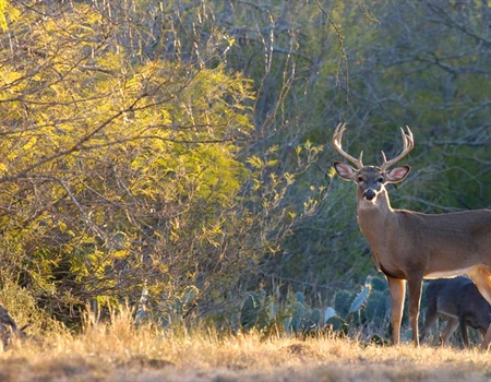 Texas Conservation Projects Stand to Benefit from LWCF