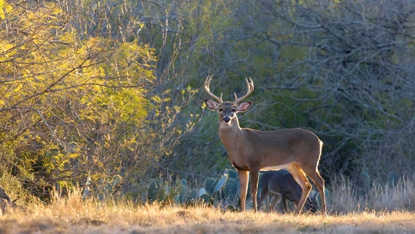 Texas Conservation Projects Stand to Benefit from LWCF