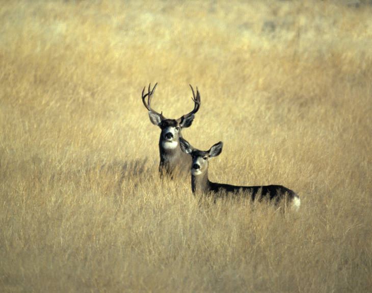 Idaho BHA weighs in on BLM management of nearly 800,000 acres of public land